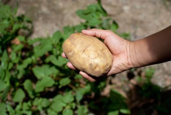 Semilla de papa en los Andes con agricultores de pequeña escala: Una nueva mirada para el Siglo 21