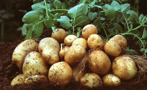 Plantas de papa que resisten la sequía. Plantas de papa que resisten la sequía.