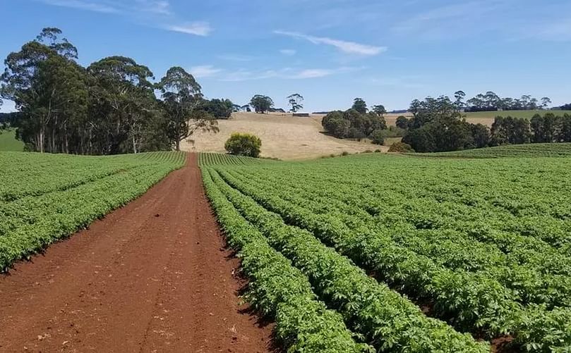 Plantación de patatas