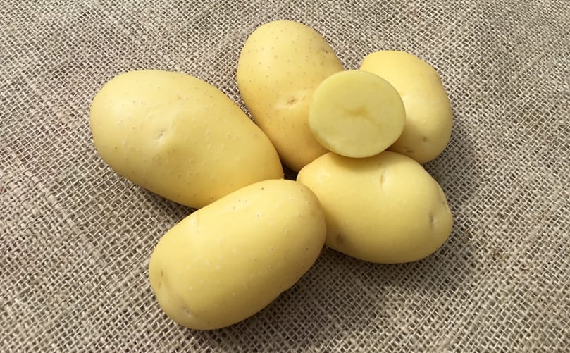 The Plantera potato variety Vitabella is a tasteful, firm cooking oval ware potato which is highly suited for organic growing, mainly for the Northwestern European market. The variety is also suitable for homemade fries. The Plantera potato variety Vitabella is a tasteful, firm cooking oval ware potato which is highly suited for organic growing, mainly for the Northwestern European market. The variety is also suitable for homemade fries.