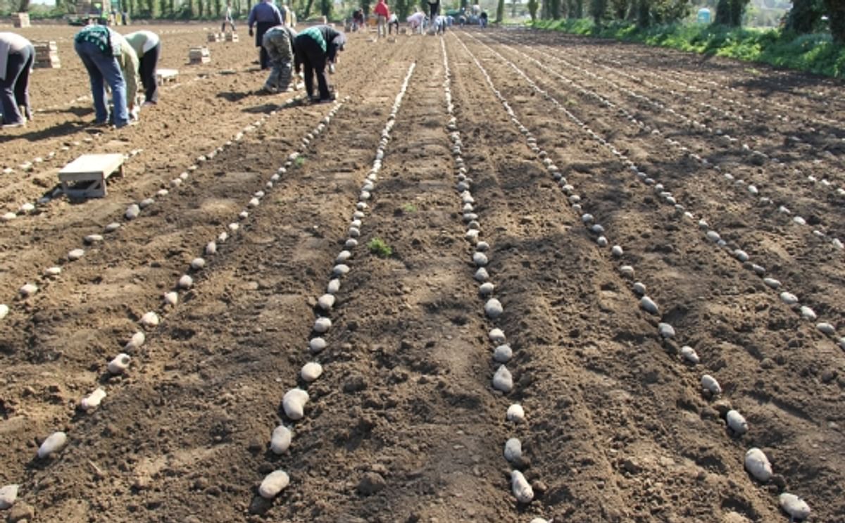 Jersey Royal potato planting halted by rains