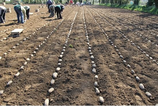 Planting Jersey Royals is still done by hand