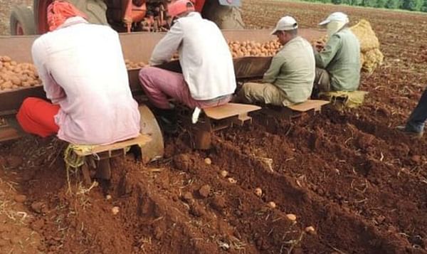 Shortage of potatoes in Cuba