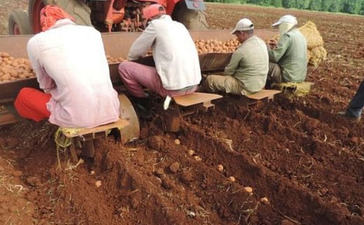 Shortage of potatoes in Cuba Shortage of potatoes in Cuba