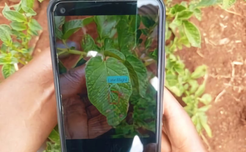 Nuru now has the capacity to diagnose potato and sweetpotato diseases. Courtesy: M. Korir/PlantVillage Nuru now has the capacity to diagnose potato and sweetpotato diseases. Courtesy: M. Korir/PlantVillage