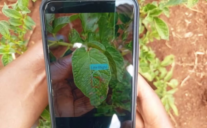 Nuru now has the capacity to diagnose potato and sweetpotato diseases. Courtesy: M. Korir/PlantVillage