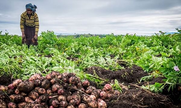 How the humble potato is already helping end world hunger.