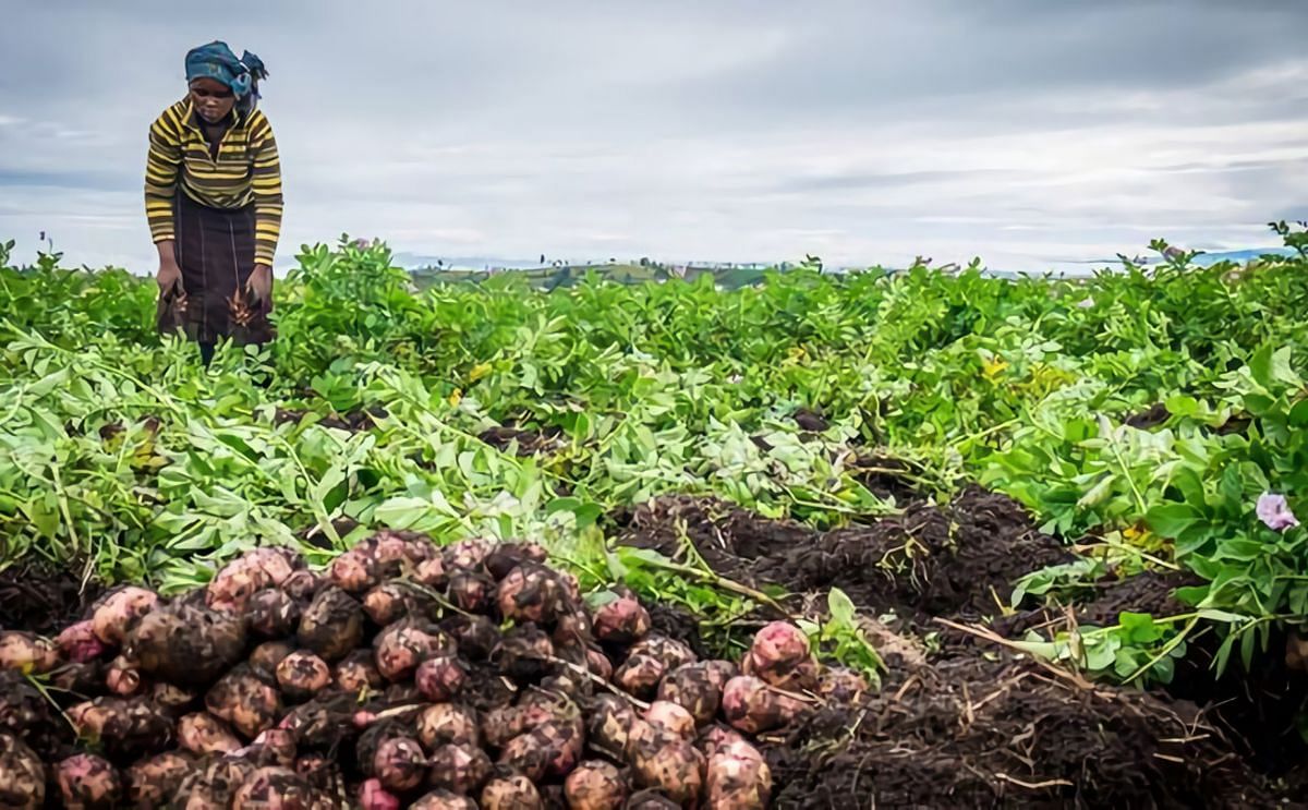 How the humble potato is already helping end world hunger.