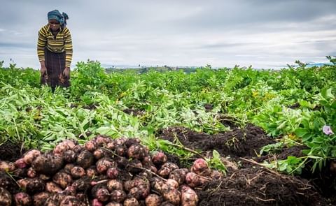 How the humble potato is already helping end world hunger. How the humble potato is already helping end world hunger.
