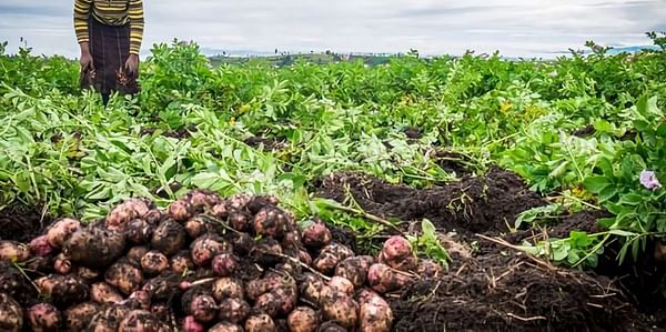 How the humble potato is already helping end world hunger.
