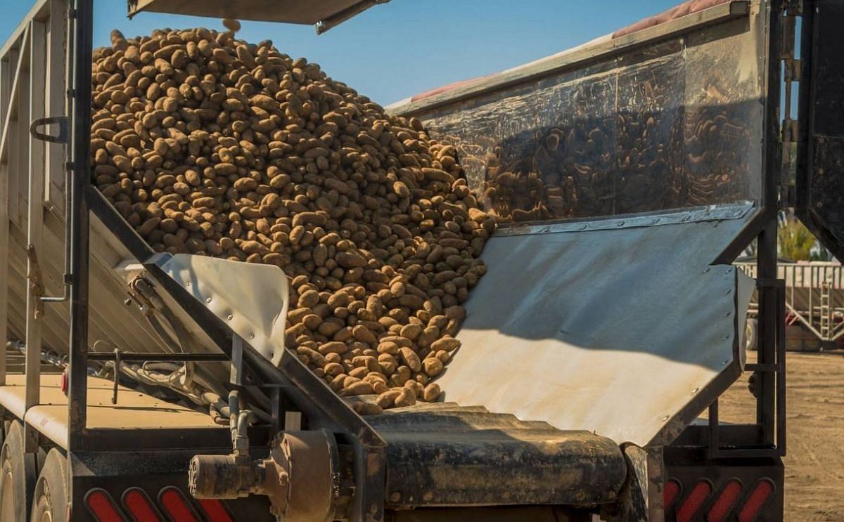 Idaho’s potato harvest faces tighter supply and lower yields Idaho’s potato harvest faces tighter supply and lower yields