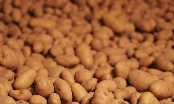 Production of potatoes for consumption in the Netherlands up 27 percent, exceeds 4 million tonnes