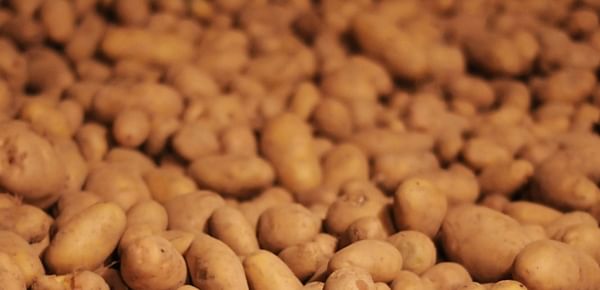 Production of potatoes for consumption in the Netherlands up 27 percent, exceeds 4 million tonnes