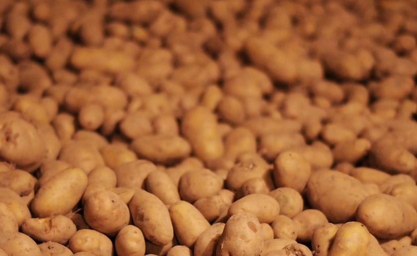 Total production of potatoes for consumption in the Netherlands for the first time since 2000 exceeded 4 million tonnes, an increase of 27 percent compared to 2016!