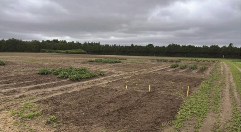 Plots after cultivation with potatoes, cash crop and green manure in
Simcoe, Ont.(Courtesy: Narges Atabaki)