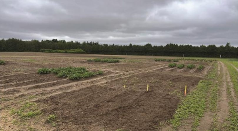 Plots after cultivation with potatoes, cash crop and green manure in
Simcoe, Ont.(Courtesy: Narges Atabaki) Plots after cultivation with potatoes, cash crop and green manure in
Simcoe, Ont.(Courtesy: Narges Atabaki)