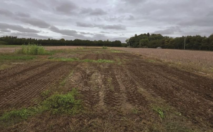 Plots after biofumigation practices in Simcoe, Ont.