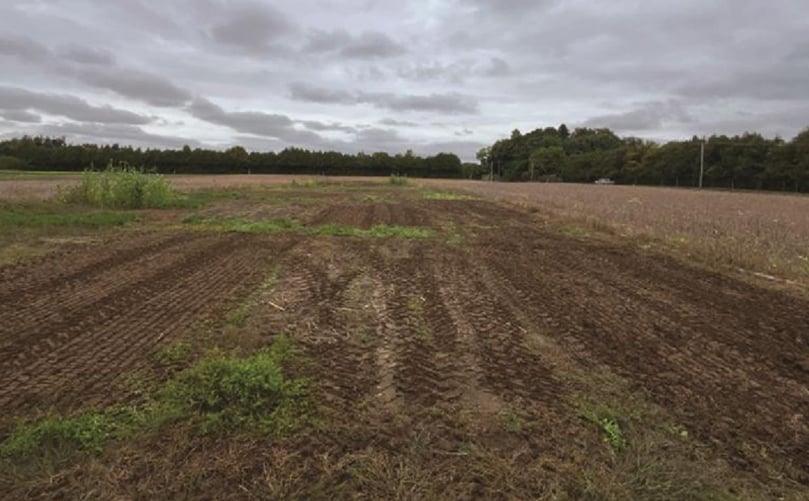 Plots after biofumigation practices in Simcoe, Ont. Plots after biofumigation practices in Simcoe, Ont.