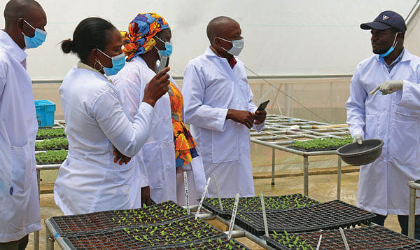 Centers of Excellence for Rooted Apical Cuttings: Plugging the gap in quality seed production to boost rural livelihoods and food security in Asia and Africa