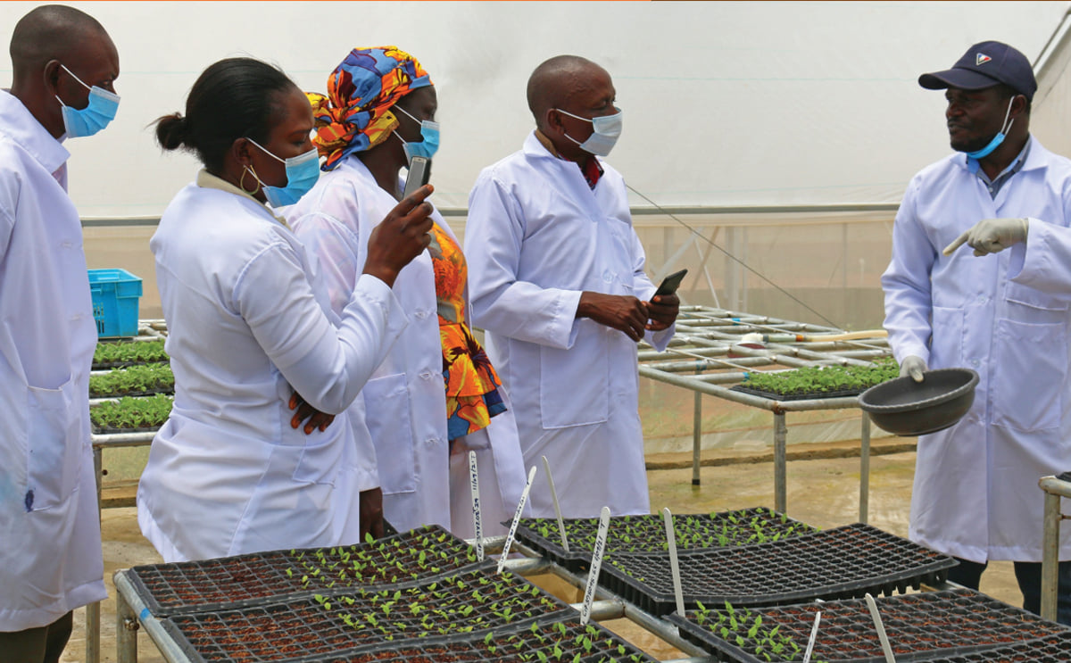 Centers of Excellence for Rooted Apical Cuttings: Plugging the gap in quality seed production to boost rural livelihoods and food security in Asia and Africa Centers of Excellence for Rooted Apical Cuttings: Plugging the gap in quality seed production to boost rural livelihoods and food security in Asia and Africa