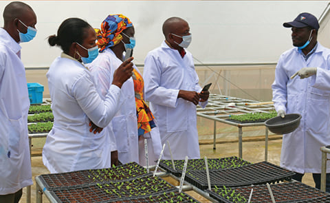 Centers of Excellence for Rooted Apical Cuttings: Plugging the gap in quality seed production to boost rural livelihoods and food security in Asia and Africa Centers of Excellence for Rooted Apical Cuttings: Plugging the gap in quality seed production to boost rural livelihoods and food security in Asia and Africa