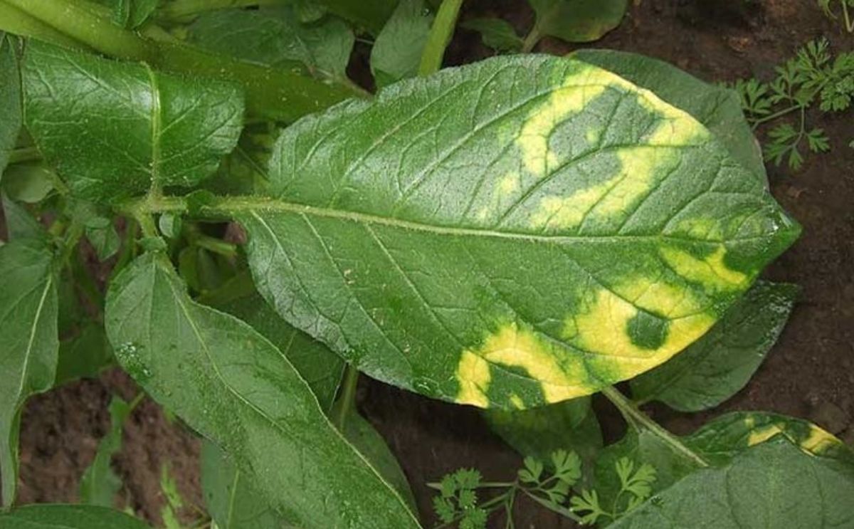 Observed symptom Potato mop-top virus described by Inra (Ephytia): Bright yellow arcs or rings on the bottom potato leaves of some cultivars infected with PMTV