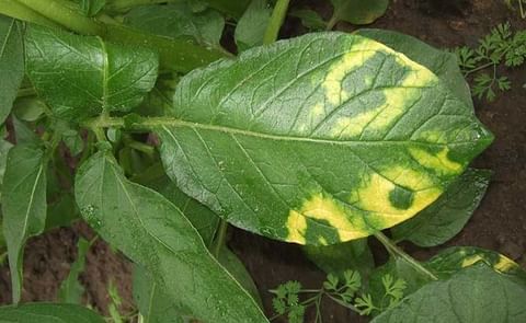 Observed symptom Potato mop-top virus described by Inra (Ephytia): Bright yellow arcs or rings on the bottom potato leaves of some cultivars infected with PMTV Observed symptom Potato mop-top virus described by Inra (Ephytia): Bright yellow arcs or rings on the bottom potato leaves of some cultivars infected with PMTV