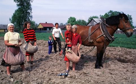 Potatoes are quite popular in Poland. The potato has found its way into the hearts, minds, and onto the plates of Poles everywhere. Potatoes are quite popular in Poland. The potato has found its way into the hearts, minds, and onto the plates of Poles everywhere.