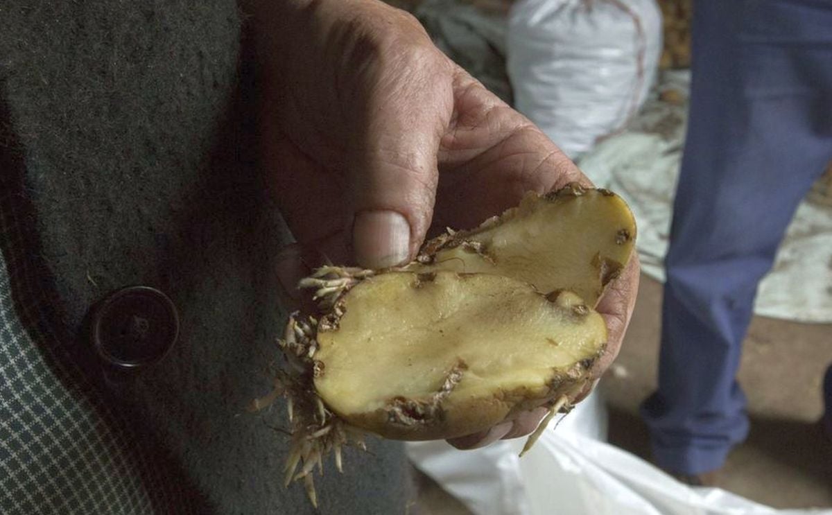 La polilla de la patata se extiende ya a tres parroquias Españolas: de Carballo y A Laracha La polilla de la patata se extiende ya a tres parroquias Españolas: de Carballo y A Laracha