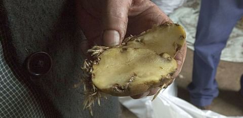 La polilla de la patata se extiende ya a tres parroquias Españolas: de Carballo y A Laracha