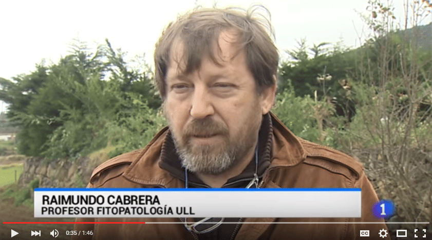 [Video] Así se controla a la polilla guatemalteca en Canarias