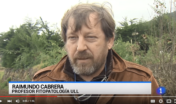[Video] Así se controla a la polilla guatemalteca en Canarias