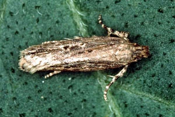 La polilla guatemalteca entra en la provincia española de Asturias 