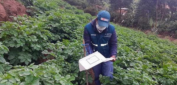 Refuerzan vigilancia fitosanitaria para evitar ingreso de la polilla de la papa en Piura, Perú