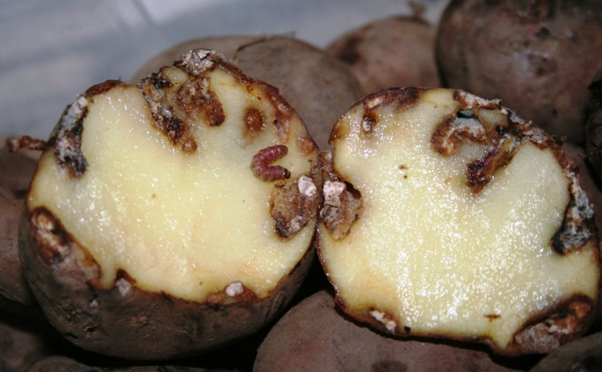 España: La polilla guatemalteca hace estragos en el cultivo de papa en Tenerife, donde hay fincas con pérdidas de hasta el 50% España: La polilla guatemalteca hace estragos en el cultivo de papa en Tenerife, donde hay fincas con pérdidas de hasta el 50%