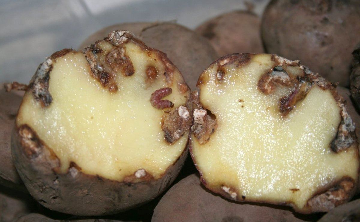 La plaga que tiene en alerta a la papa en Colombia La plaga que tiene en alerta a la papa en Colombia