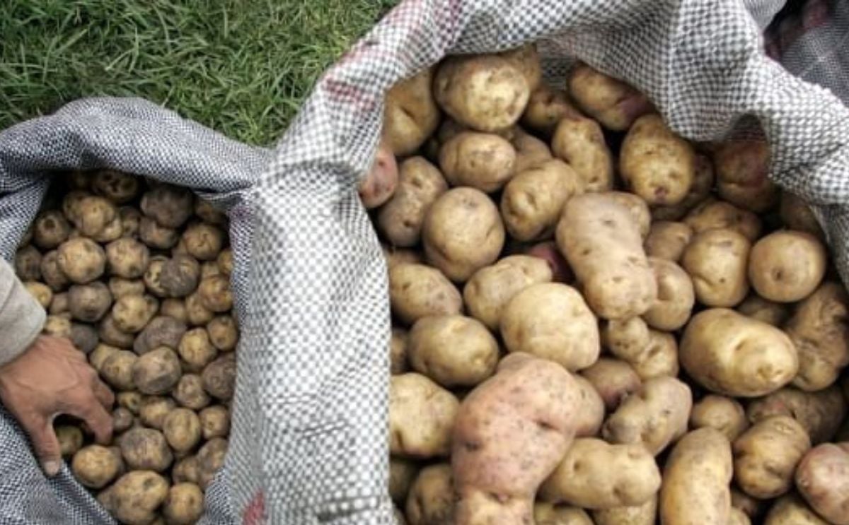 Colombia tendrá una papa modificada genéticamente y resistente a la polilla guatemalteca Colombia tendrá una papa modificada genéticamente y resistente a la polilla guatemalteca