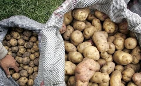 Colombia tendrá una papa modificada genéticamente y resistente a la polilla guatemalteca Colombia tendrá una papa modificada genéticamente y resistente a la polilla guatemalteca