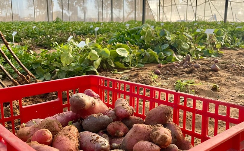 PoLoPo’s first outdoor field cultivation yields an impressive five tons of protein-packed potatoes—exceeding expectations and paving the way for large-scale production. PoLoPo’s first outdoor field cultivation yields an impressive five tons of protein-packed potatoes—exceeding expectations and paving the way for large-scale production.