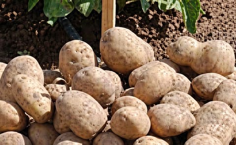 Polonia prohibe cultivos transgénicos de BASF y Monsanto Polonia prohibe cultivos transgénicos de BASF y Monsanto