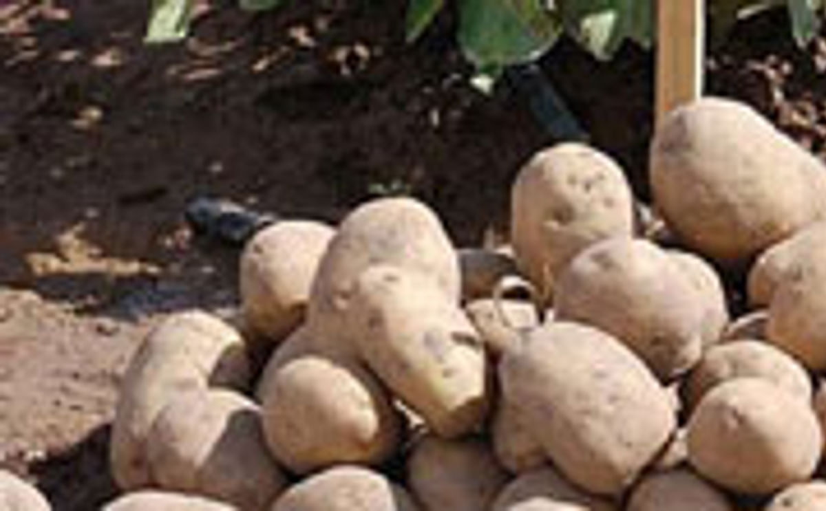 Papas transgénicas Papas transgénicas