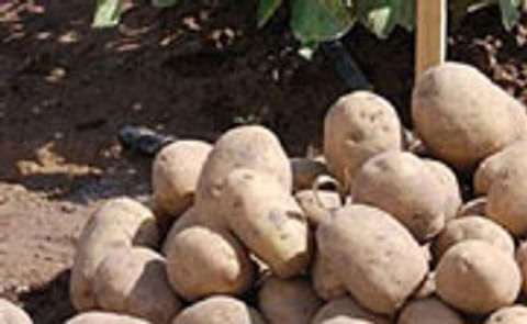 Polonia prohibe cultivos transgénicos de BASF y Monsanto Polonia prohibe cultivos transgénicos de BASF y Monsanto