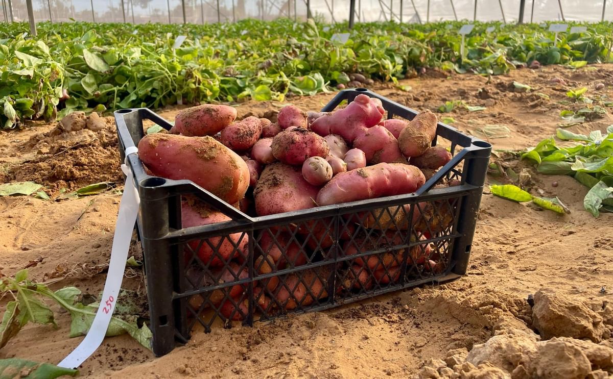 PoLoPo Targets Snack Market with Game-Changing High-Protein Potatoes PoLoPo Targets Snack Market with Game-Changing High-Protein Potatoes