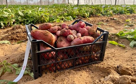 PoLoPo potato harvest PoLoPo potato harvest