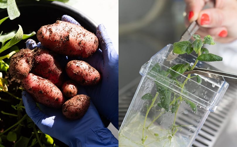 SuperAA: PoLoPo’s Molecular Farming Platform Turns Potatoes Into Egg Protein Factories