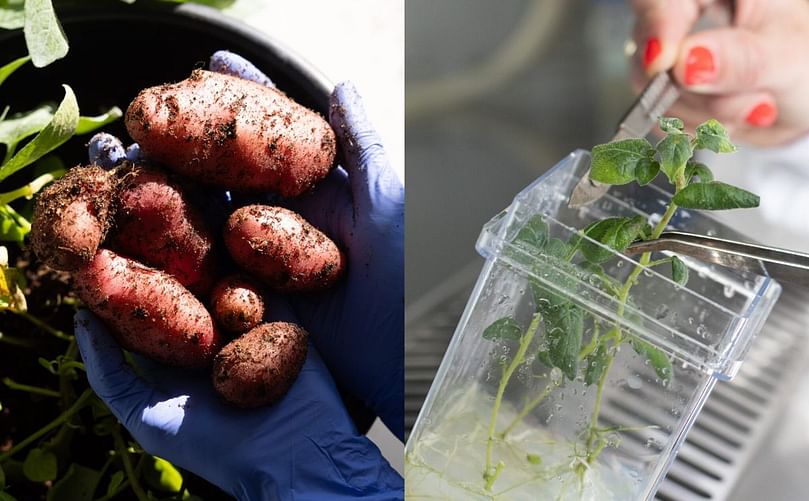 SuperAA: PoLoPo’s Molecular Farming Platform Turns Potatoes Into Egg Protein Factories