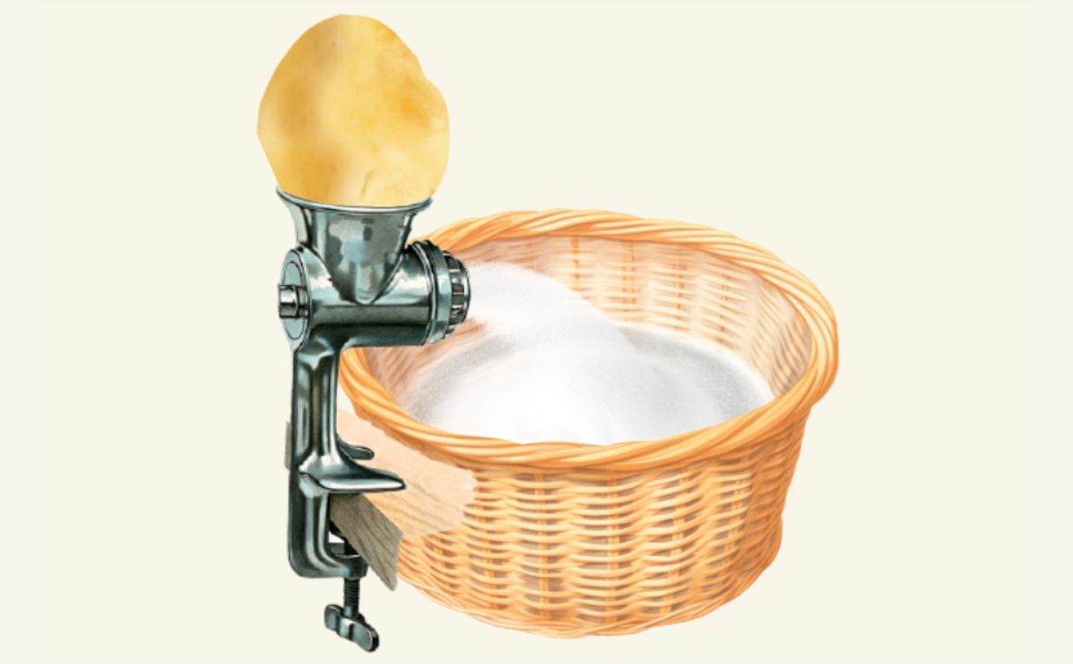 PoLoPo Scales to Field Cultivation of Protein-Producing Potato Plants PoLoPo Scales to Field Cultivation of Protein-Producing Potato Plants