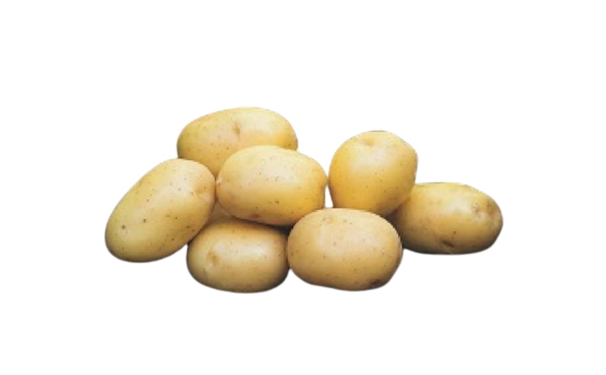 PONDUS PONDUS