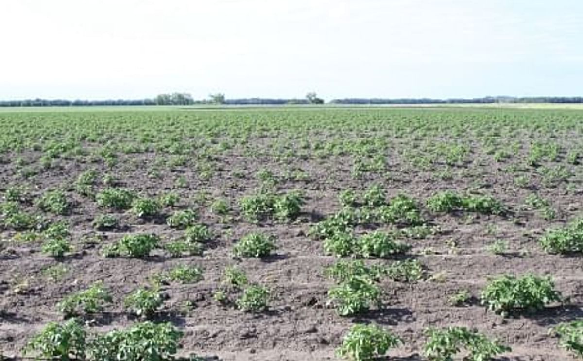 Poor emergence of seed potatoes with glyphosate residue Poor emergence of seed potatoes with glyphosate residue