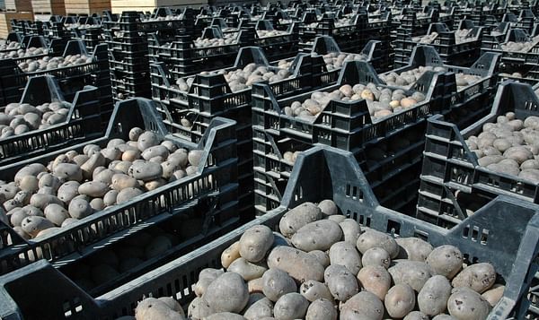 Aardappeltelers voorzien het komende seizoen een tekort aan pootgoed